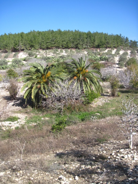 קובץ:ערוץדקלים.JPG