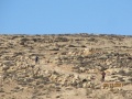 תמונה ממוזערת לגרסה מתאריך 16:09, 6 בדצמבר 2011