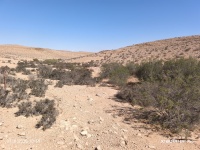 פיקוס התאנה בוסתן-עזוב 7.10.25 נחל-חוסני ש-07.jpg