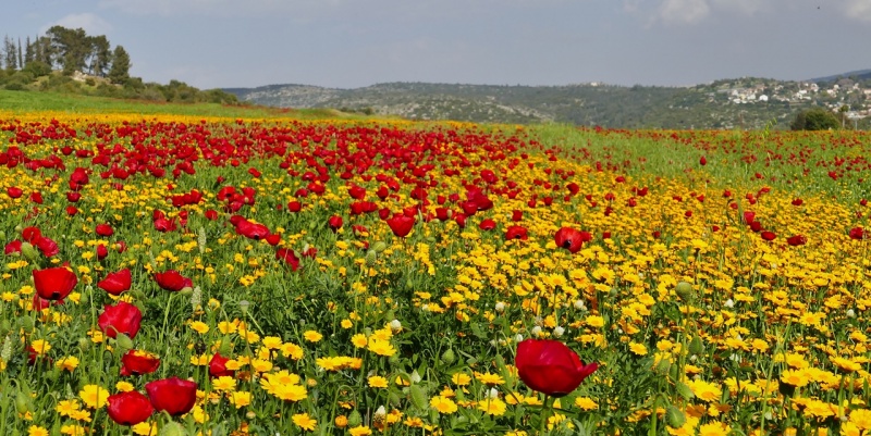 קובץ:פרגים חרציות ואדרת.JPG