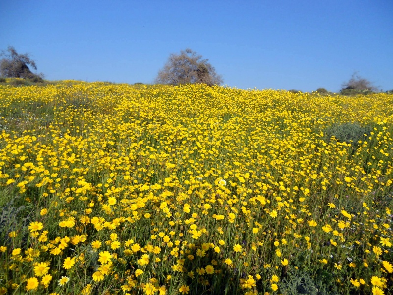 קובץ:צהוב צהוב.JPG