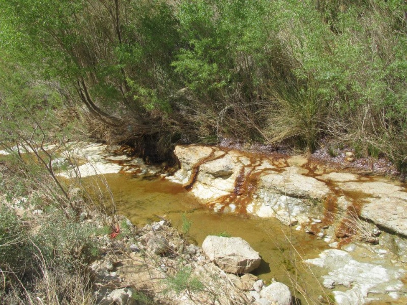 קובץ:צפצפ2.jpg