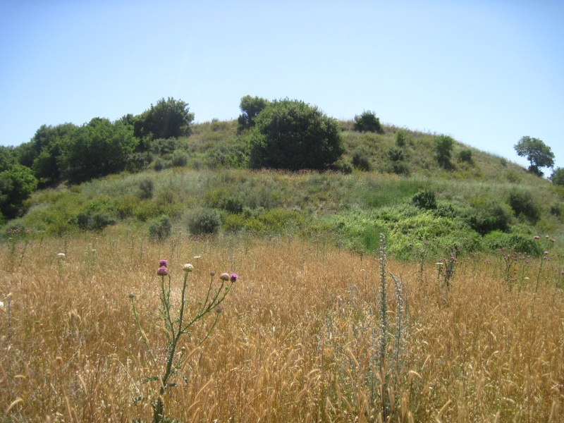 קובץ:קוציתלראש.JPG