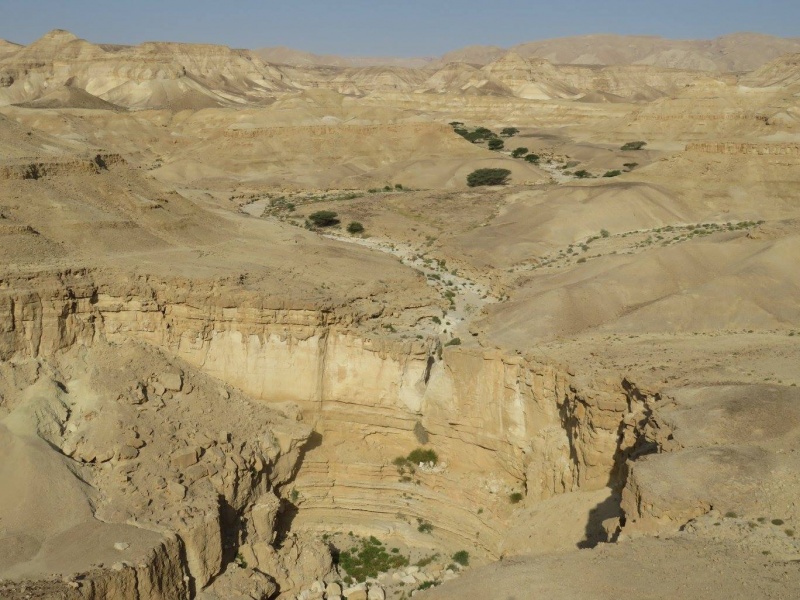 קובץ:ראשצניןתחתון.jpg