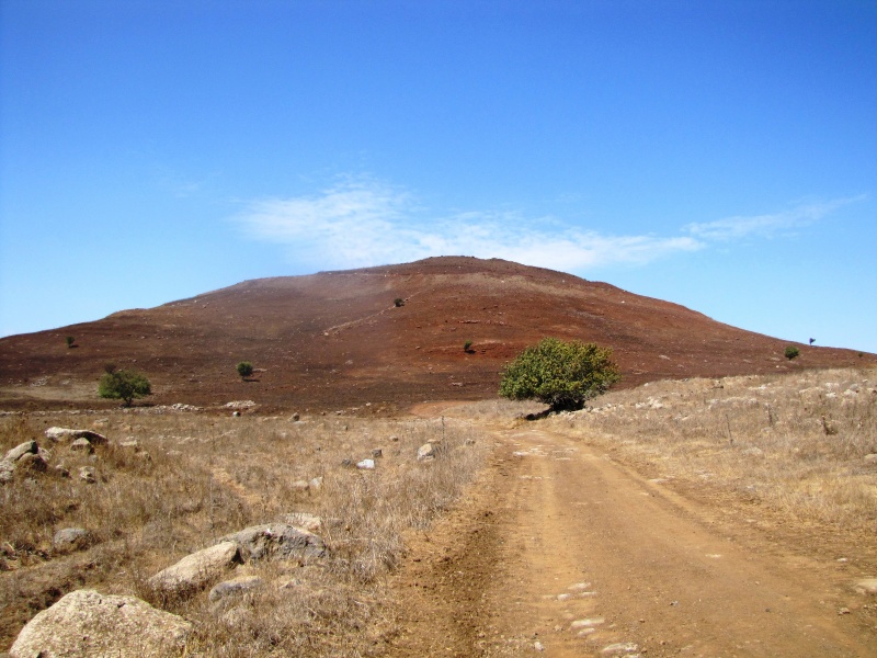 קובץ:רמת הגולן 033עלה.JPG