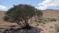 רתם המדבר 6.5.23 נ.צין-עליון 700מ יחידי-שאיר ש-26.jpeg