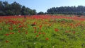 תמונה ממוזערת לגרסה מתאריך 15:12, 15 בפברואר 2016