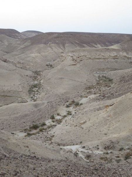 קובץ:שוקיהצהוב.jpg