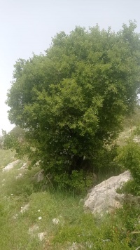 שזיף הדוב 22.5.23 הר-נמנמן חרמון ש-17.jpg
