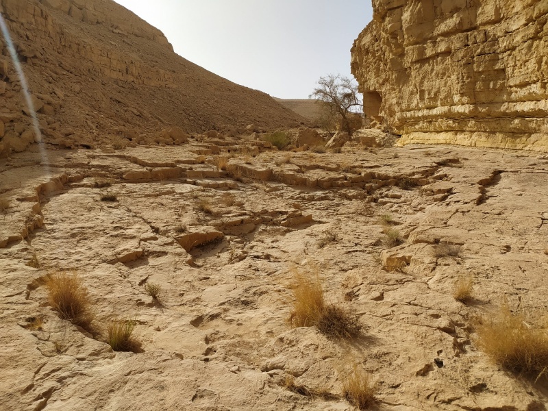 קובץ:שיזףבעקרבים.jpg