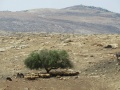 תמונה ממוזערת לגרסה מתאריך 17:17, 7 בספטמבר 2016