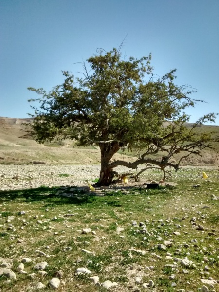 קובץ:שיזף–נחל–רחף.jpg