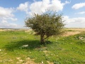 תמונה ממוזערת לגרסה מתאריך 08:16, 5 במרץ 2021