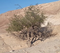 שיזף מצוי 30.11.24 רס-חממה לפני מערת-פרחאן ש-1.jpg