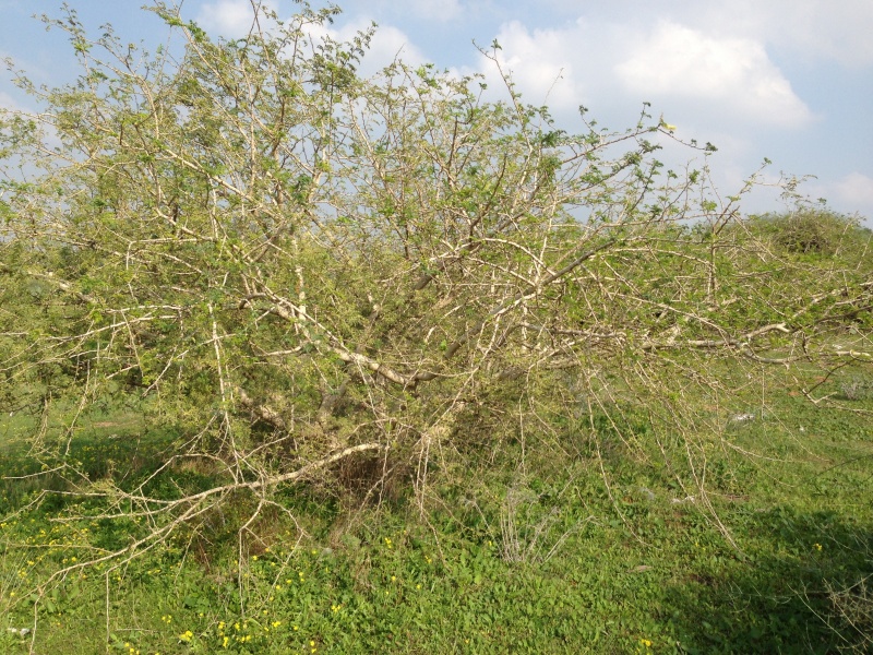 קובץ:שיטה - 1.jpg