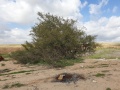 תמונה ממוזערת לגרסה מתאריך 08:16, 5 במרץ 2021