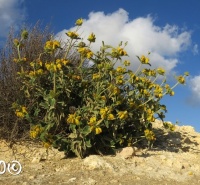 שלהבית המדבר 16.3.16 תל-קריות נצב ש.דדון2.jpg