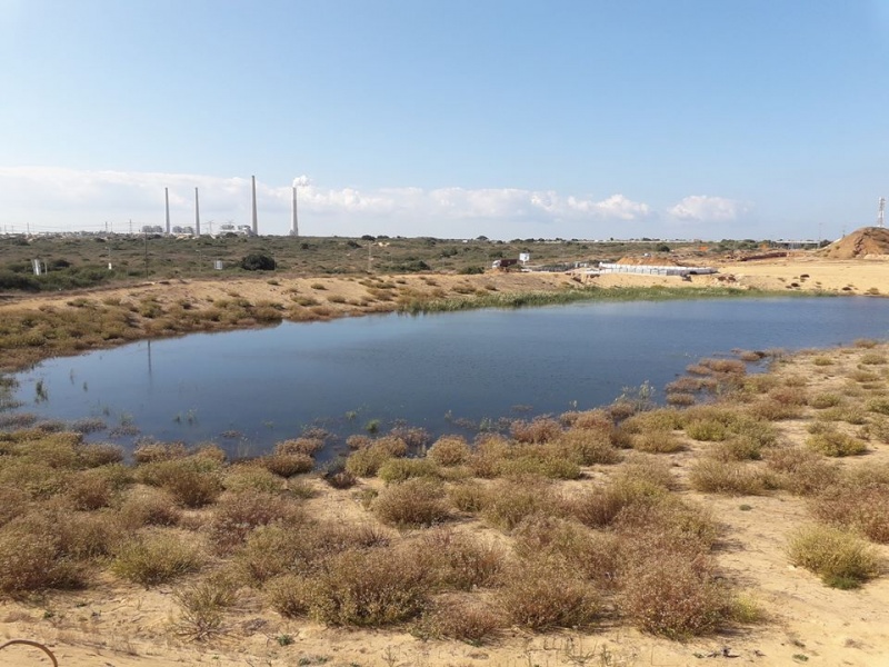 קובץ:שלוליתאורים.jpg