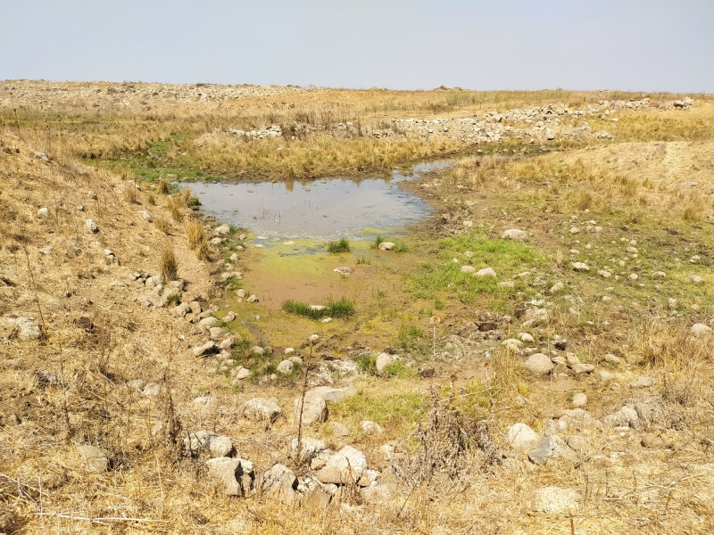 קובץ:שלוליתדלף.jpg