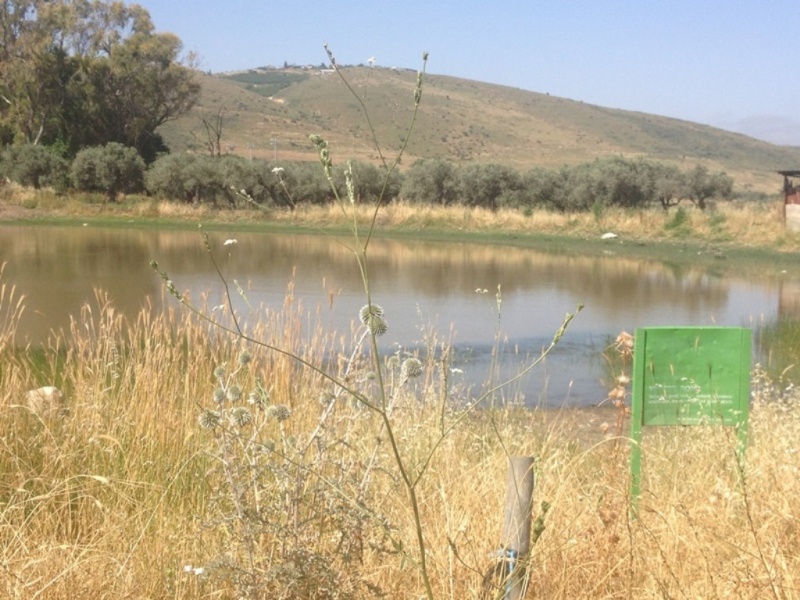 קובץ:שלולית חורףרחניה.JPG