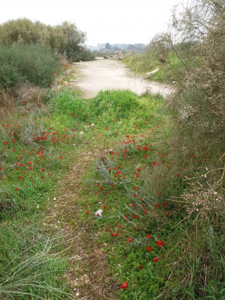 קובץ:שער כניסה צפוני.jpg