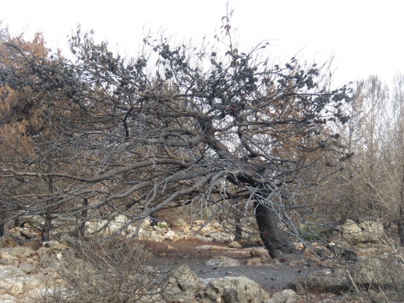 קובץ:תלמורסןשרוף.jpg