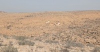 תצ.הדייסה מבור השוקת 8.1.24 נ.נוקד ש-1.jpg