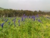12032012547 - תל קישיון - צילם שמואל פישר.jpg