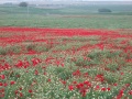 תמונה ממוזערת לגרסה מתאריך 18:31, 25 בפברואר 2013