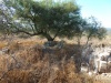 20- עץ שיזף גדול בסמוך למבנה.JPG
