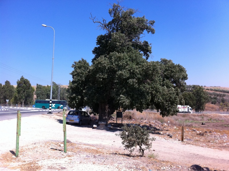 קובץ:2011.08.11-145920.256.iphone.jpg