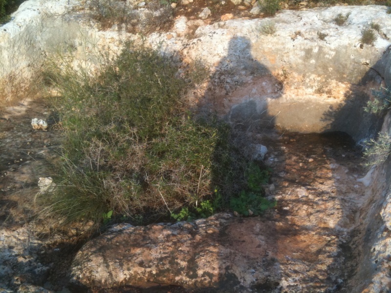 קובץ:2012.01.19-162210.293.iphone.jpg