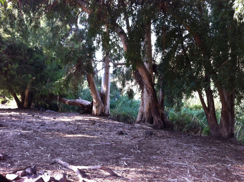 קובץ:2012.10.8-080509.517.iphone.jpg