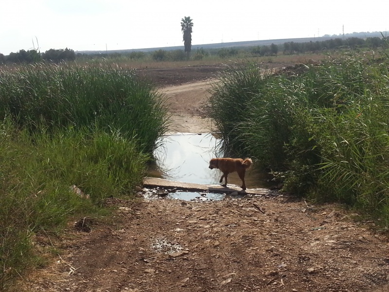 קובץ:20120909 092802.jpg