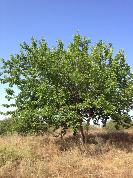 קובץ:2013.05.20-082212.652.iphone.jpg