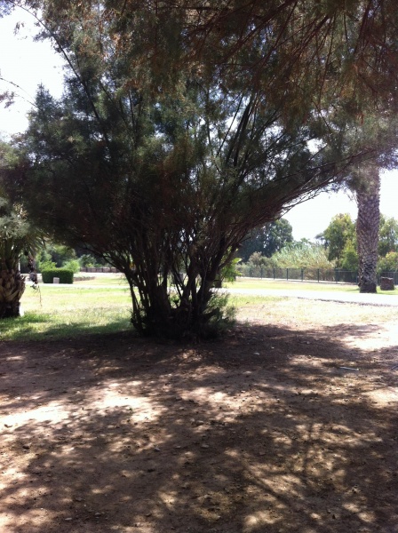 קובץ:2013.08.3-114343.77.iphone.jpg