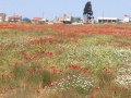 תמונה ממוזערת לגרסה מתאריך 09:31, 17 באפריל 2014