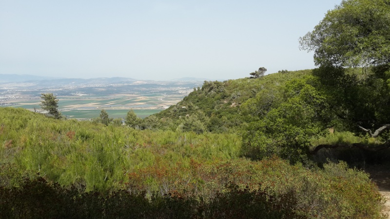 קובץ:2014.06.03-161510.898.android.jpg