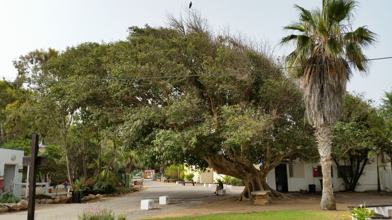 קובץ:2014.06.04-100451.835.android.jpg