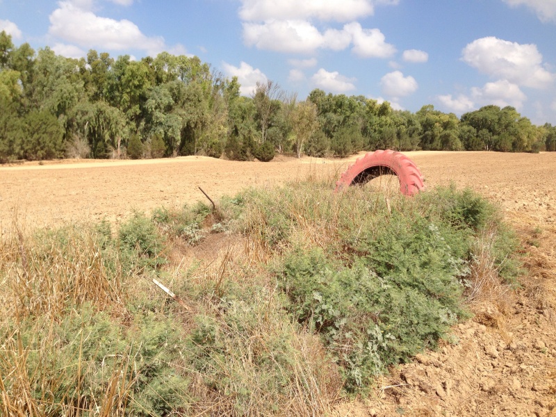 קובץ:2014.07.19-100428.34.iphone.jpg