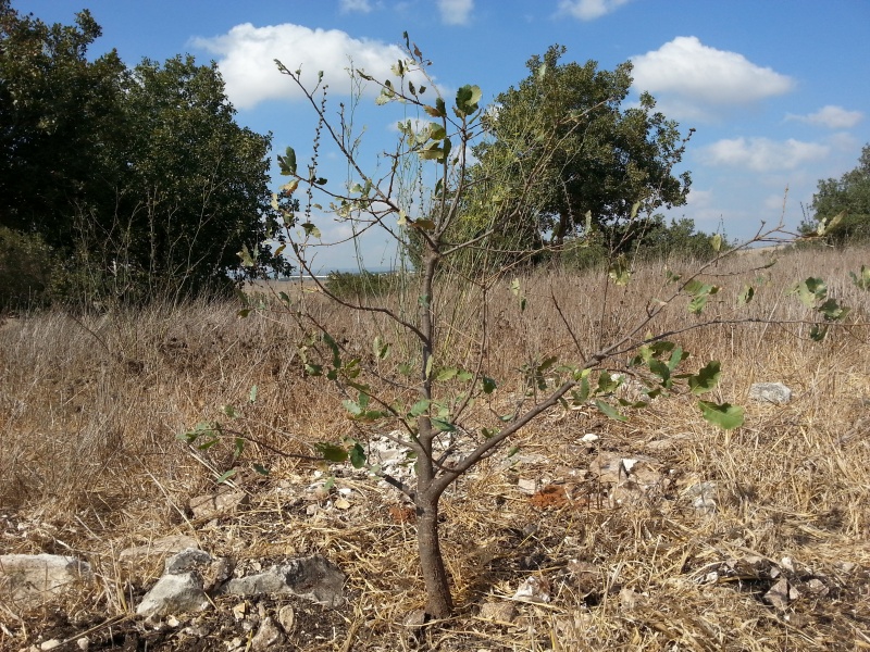 קובץ:2014.09.05-162819.839.android.jpg