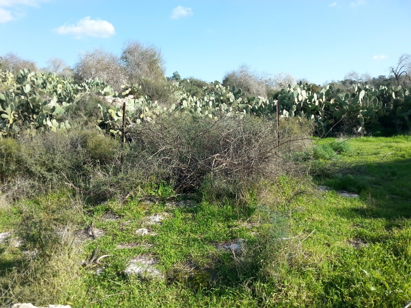 קובץ:2014.12.28-151513.310.android.jpg