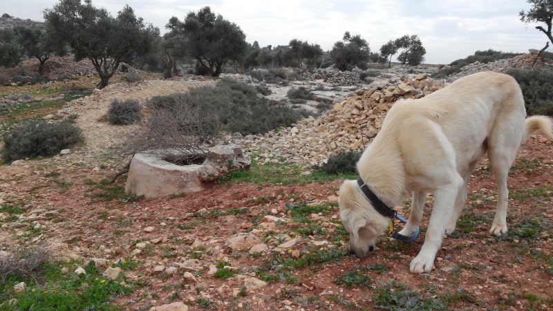 קובץ:2015.01.27-144041.320.android.jpg