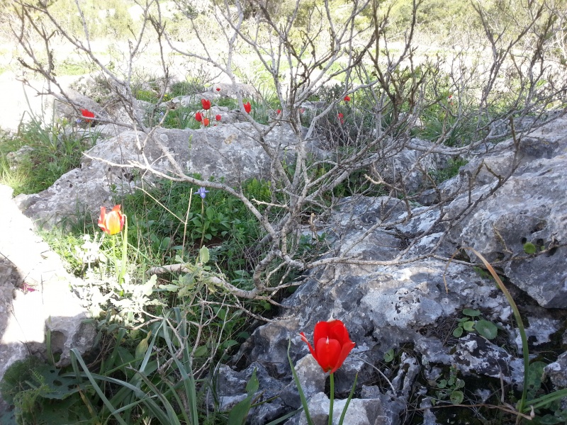 קובץ:2015.02.28-142136.411.android.jpg