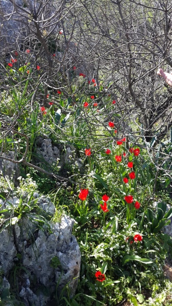 קובץ:2015.03.06-133620.283.android.jpg