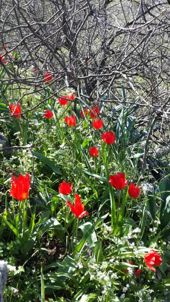 קובץ:2015.03.06-133653.615.android.jpg