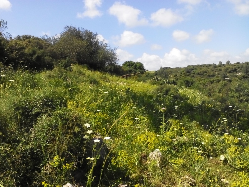 קובץ:2015.03.31-153911.174.android.jpg