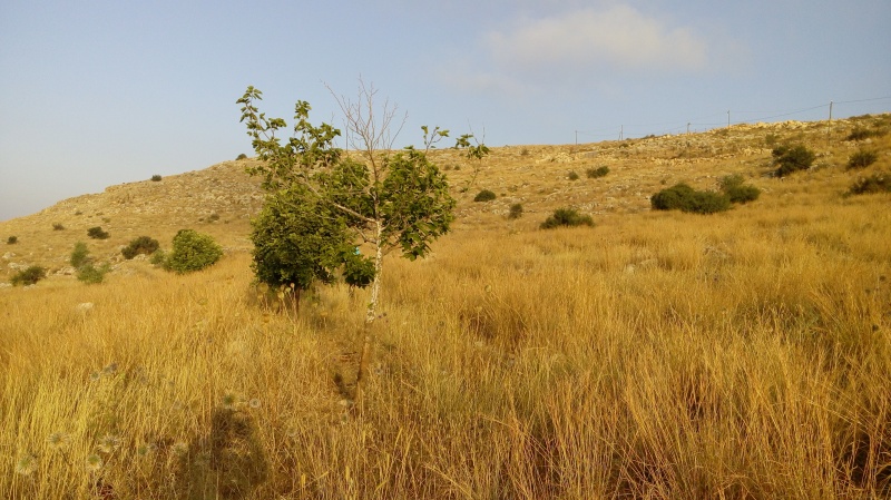 קובץ:2015.06.11-073954.550.android.jpg