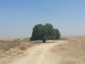 תמונה ממוזערת לגרסה מתאריך 09:38, 17 בספטמבר 2015