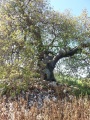 תמונה ממוזערת לגרסה מתאריך 14:56, 4 במאי 2016